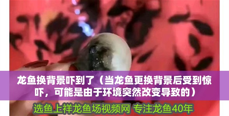 龍魚換背景嚇到了（當龍魚更換背景后受到驚嚇，可能是由于環境突然改變導致的）