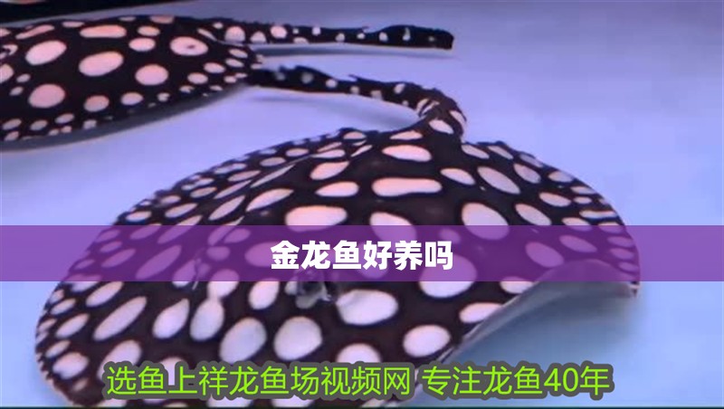 金龍魚好養嗎 金龍魚好養嗎 龍魚論壇