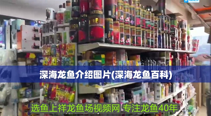 深海龍魚介紹圖片(深海龍魚百科)