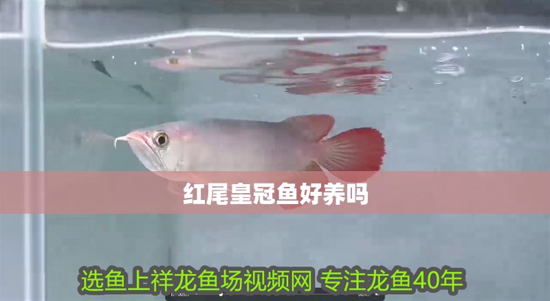 給大魚缸換水的作文:體驗給大魚缸換水的樂趣:體驗給大魚缸換水:給大魚缸換水的作文 紅尾皇冠魚好養(yǎng)嗎 龍魚論壇 紅尾皇冠魚好養(yǎng)嗎 紅尾皇冠魚好養(yǎng)嗎 龍魚論壇