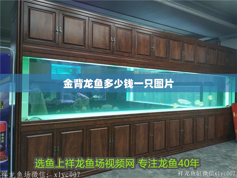 金背龍魚多少錢一只圖片