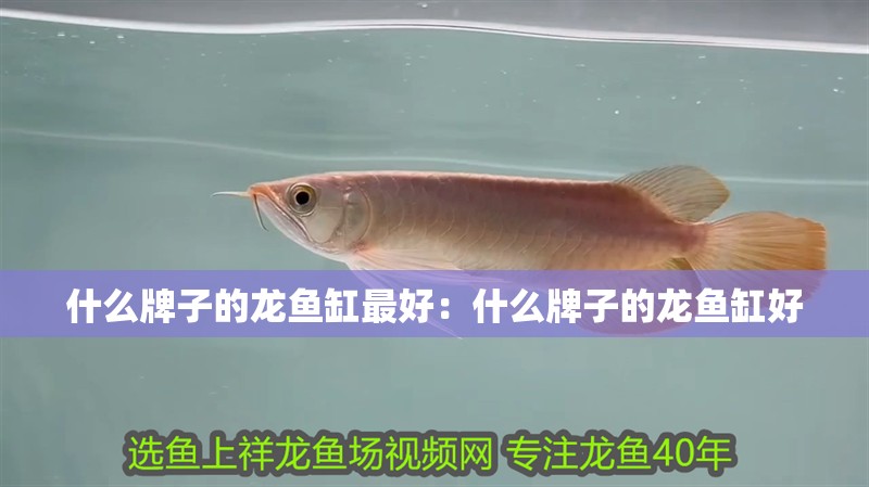 什么牌子的龍魚缸最好：什么牌子的龍魚缸好