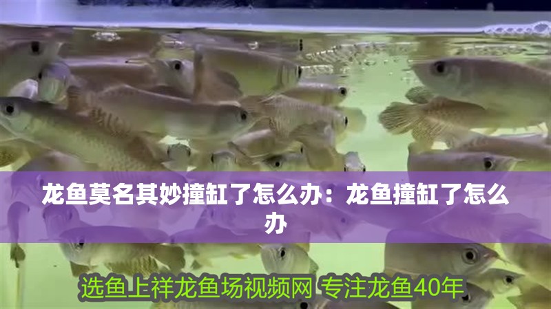 龍魚莫名其妙撞缸了怎么辦：龍魚撞缸了怎么辦