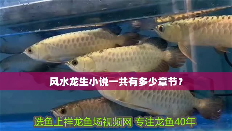 風水龍生小說一共有多少章節？