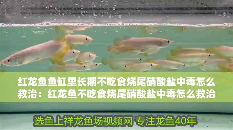 紅龍魚用黃燈烤有用嗎 紅龍魚魚缸里長期不吃食燒尾硝酸鹽中毒怎么救治:紅龍魚不吃食燒尾硝酸鹽中毒怎么救治 龍魚百科 紅龍魚魚缸里長期不吃食燒尾硝酸鹽中毒怎么救治:紅龍魚不吃食燒尾硝酸鹽中毒怎么救治 紅龍魚魚缸里長期不吃食燒尾硝酸鹽中毒怎么救治:紅龍魚不吃食燒尾硝酸鹽中毒怎么救治 龍魚百科
