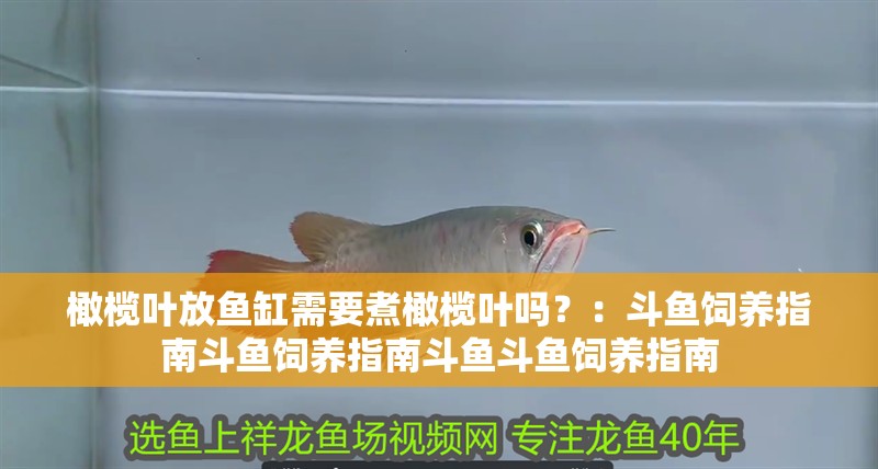 橄欖葉放魚缸需要煮橄欖葉嗎？：斗魚飼養指南斗魚飼養指南斗魚斗魚飼養指南