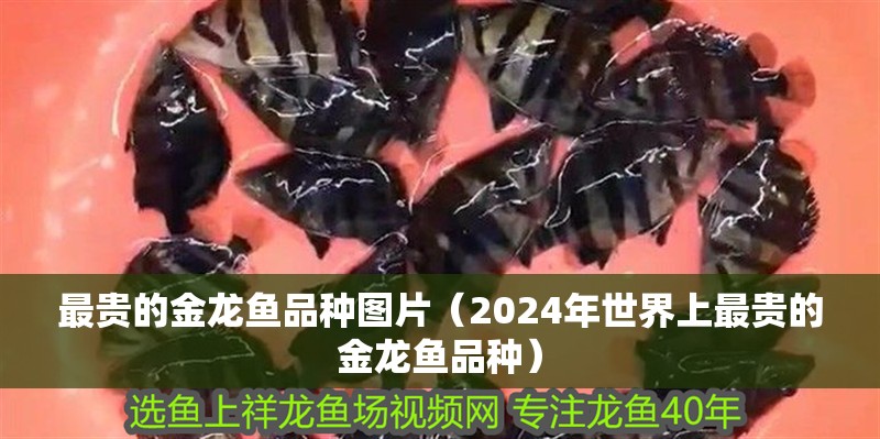 最貴的金龍魚品種圖片（2024年世界上最貴的金龍魚品種） 最貴的金龍魚品種圖片（2024年世界上最貴的金龍魚品種） 龍魚百科