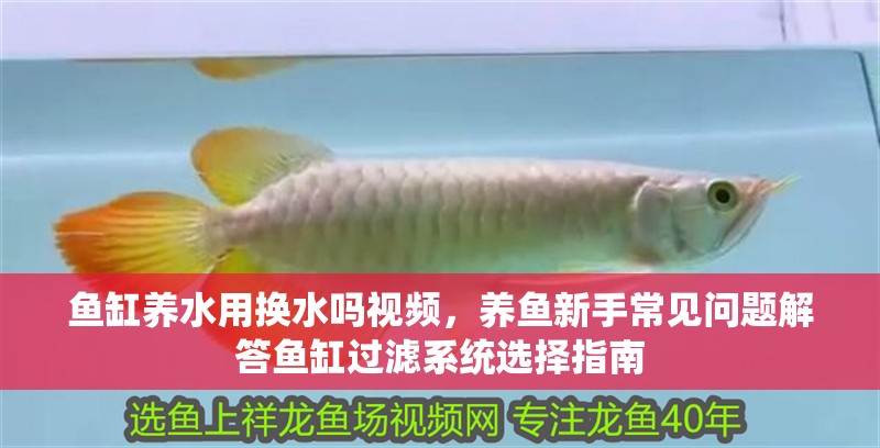 魚缸養(yǎng)水用換水嗎視頻，養(yǎng)魚新手常見問題解答魚缸過濾系統(tǒng)選擇指南