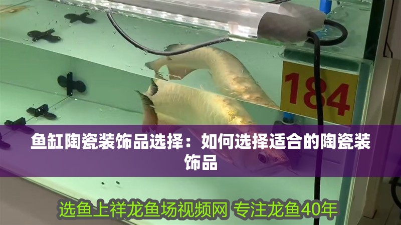 魚缸陶瓷裝飾品選擇：如何選擇適合的陶瓷裝飾品