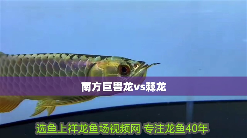 魚缸用增氧泵價(jià)格是多少:魚缸增氧機(jī)-xtrac增氧機(jī)-xtrac增氧機(jī) 南方巨獸龍vs棘龍 龍魚論壇 南方巨獸龍vs棘龍 南方巨獸龍vs棘龍 龍魚論壇