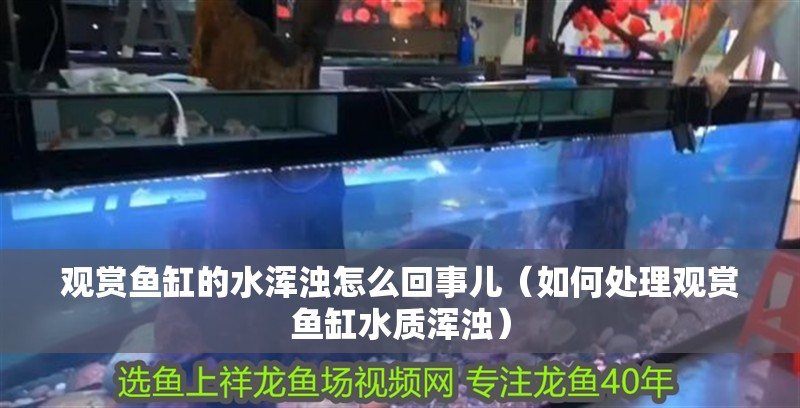 觀賞魚缸的水渾濁怎么回事兒（如何處理觀賞魚缸水質渾濁）