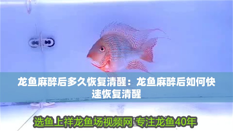 龍魚麻醉后多久恢復清醒：龍魚麻醉后如何快速恢復清醒