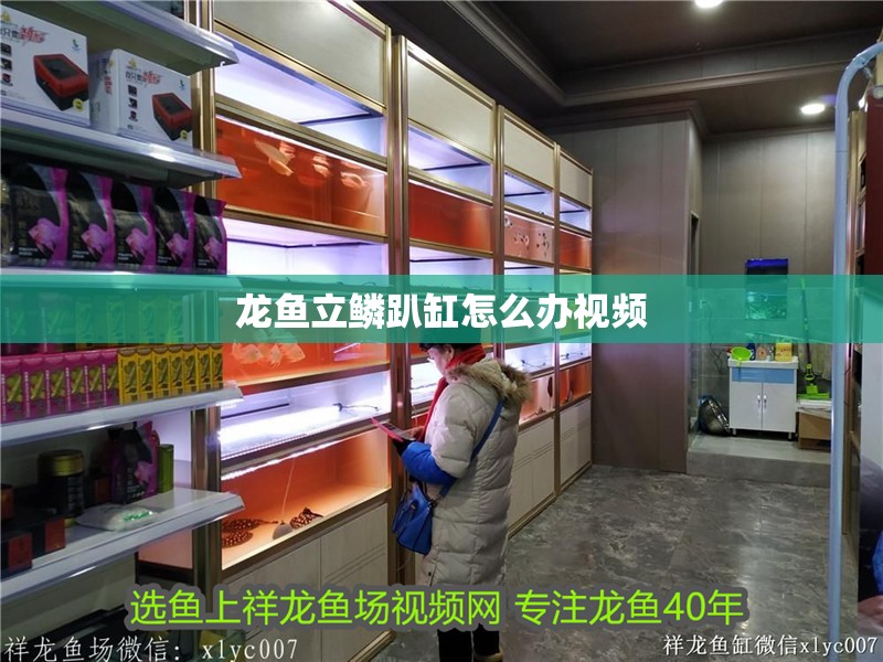 龍魚立鱗趴缸怎么辦視頻