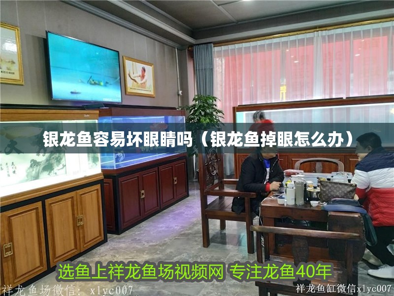 銀龍魚容易壞眼睛嗎（銀龍魚掉眼怎么辦）