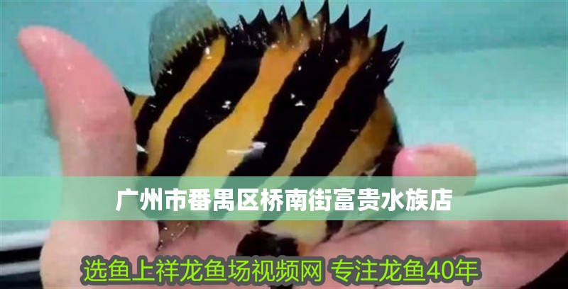 廣州市番禺區橋南街富貴水族店