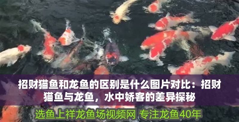招財貓魚和龍魚的區別是什么圖片對比：招財貓魚與龍魚，水中嬌客的差異探秘
