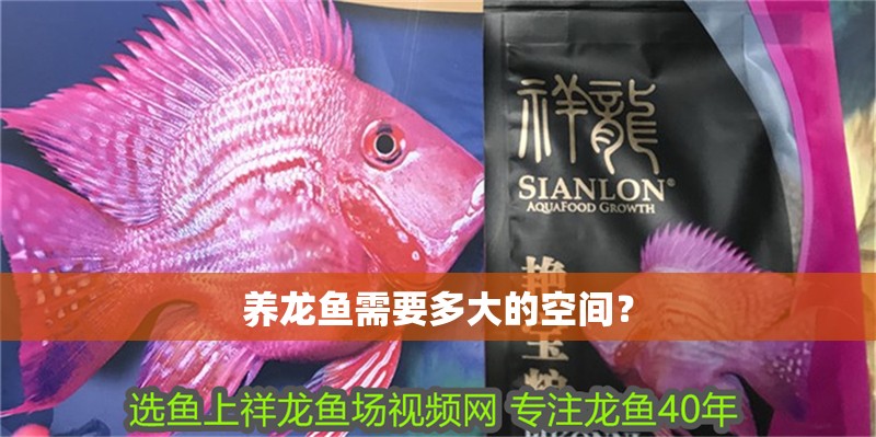 養(yǎng)龍魚需要多大的空間？