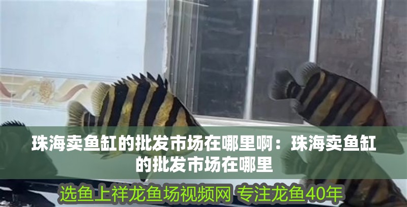 珠海賣魚缸的批發市場在哪里啊：珠海賣魚缸的批發市場在哪里