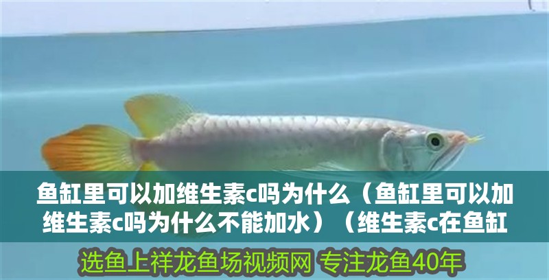 新到家的小虎魚 魚缸里可以加維生素c嗎為什么(魚缸里可以加維生素c嗎為什么不能加水)(維生素c在魚缸中的作用) 魚缸百科 魚缸里可以加維生素c嗎為什么(魚缸里可以加維生素c嗎為什么不能加水)(維生素c在魚缸中的作用) 魚缸里可以加維生素c嗎為什么(魚缸里可以加維生素c嗎為什么不能加水)(維生素c在魚缸中的作用) 魚缸百科