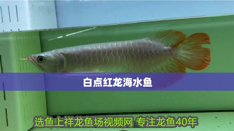 白點(diǎn)紅龍海水魚