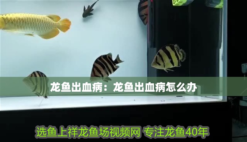 龍魚出血病：龍魚出血病怎么辦 龍魚出血病：龍魚出血病怎么辦 龍魚百科