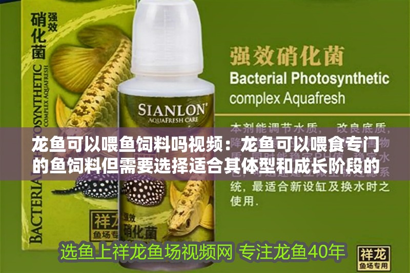 龍魚可以喂魚飼料嗎視頻：龍魚可以喂食專門的魚飼料但需要選擇適合其體型和成長階段的特定配方