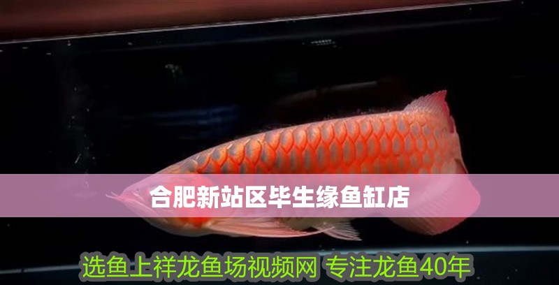 <strong><mark>合肥</mark></strong>新站區畢生緣魚缸店