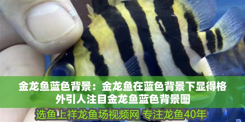 金龍魚藍色背景：金龍魚在藍色背景下顯得格外引人注目金龍魚藍色背景圖