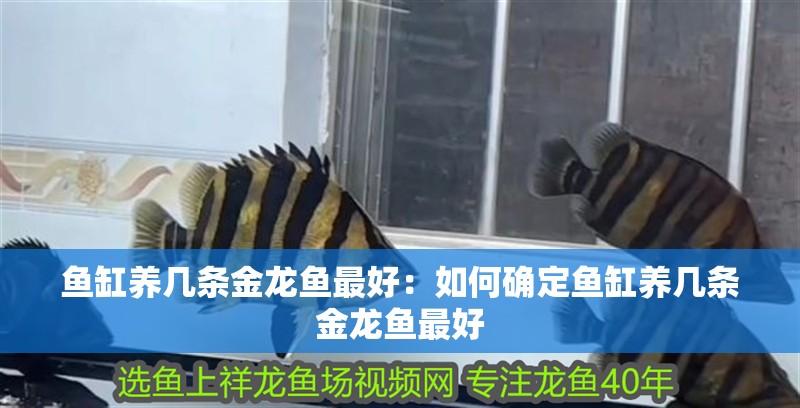 魚缸養幾條金龍魚最好：如何確定魚缸養幾條金龍魚最好