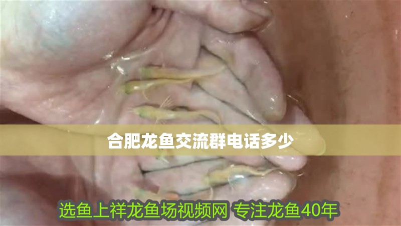 <strong><mark>合肥</mark></strong>龍魚交流群電話多少