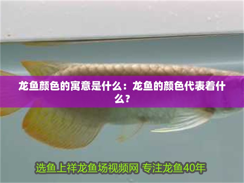 龍魚顏色的寓意是什么：龍魚的顏色代表著什么？