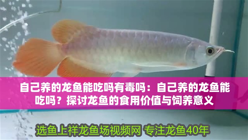 自己養的龍魚能吃嗎有毒嗎：自己養的龍魚能吃嗎？探討龍魚的食用價值與飼養意義
