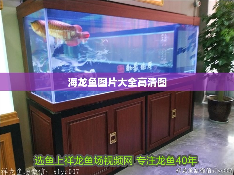 海龍魚圖片大全高清圖