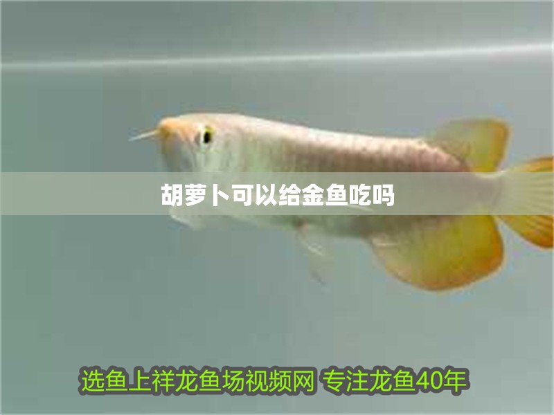 胡蘿卜可以給金魚吃嗎