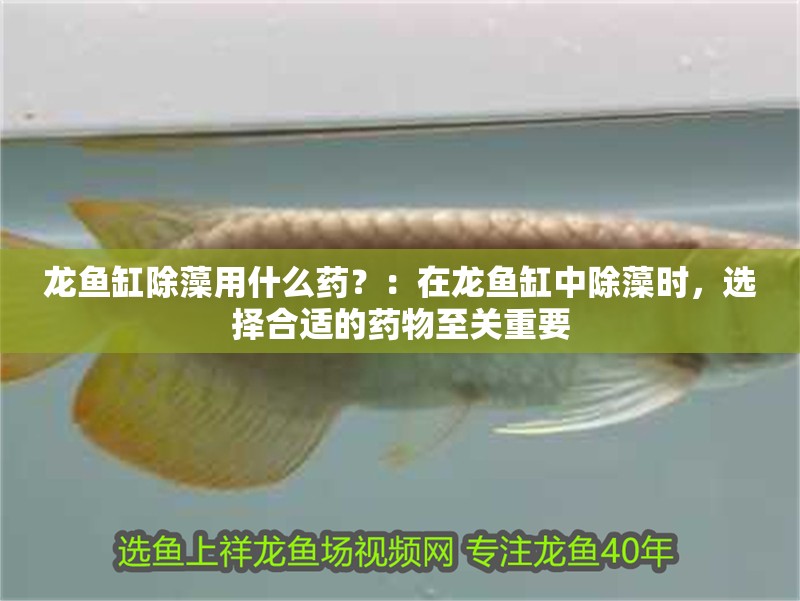龍魚缸除藻用什么藥？：在龍魚缸中除藻時(shí)，選擇合適的藥物至關(guān)重要
