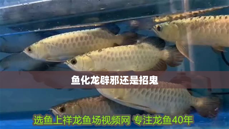 魚化龍辟邪還是招鬼