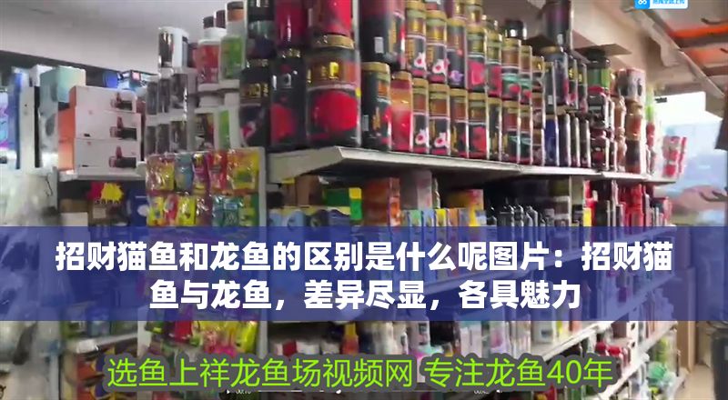 招財貓魚和龍魚的區別是什么呢圖片：招財貓魚與龍魚，差異盡顯，各具魅力