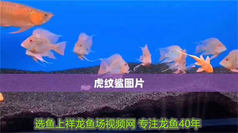 玻璃做魚缸怎么粘才牢固:如何自制玻璃魚缸 虎紋鯊圖片 龍魚論壇 虎紋鯊圖片 虎紋鯊圖片 龍魚論壇