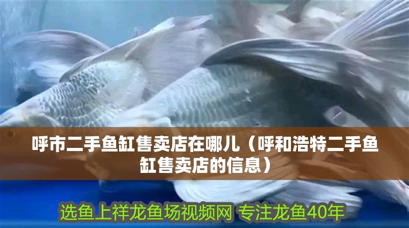 呼市二手魚缸售賣店在哪兒（呼和浩特二手魚缸售賣店的信息）