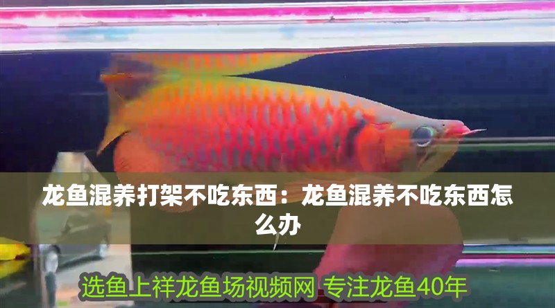 龍魚混養打架不吃東西：龍魚混養不吃東西怎么辦