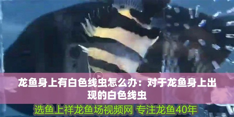 龍魚(yú)身上有白色線蟲(chóng)怎么辦：對(duì)于龍魚(yú)身上出現(xiàn)的白色線蟲(chóng)