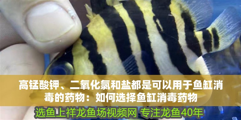 高錳酸鉀、二氧化氯和鹽都是可以用于魚缸消毒的藥物：如何選擇魚缸消毒藥物