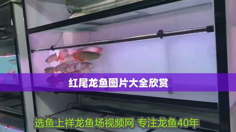 紅尾龍魚圖片大全欣賞