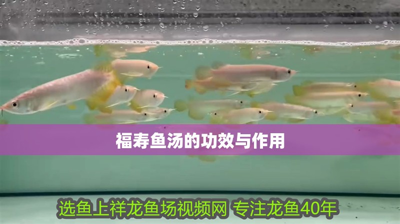 福壽魚湯的功效與作用