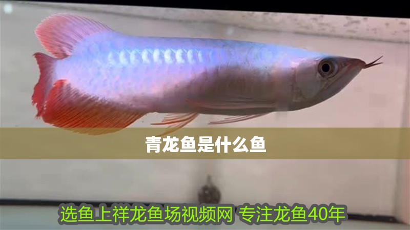青龍魚是什么魚 青龍魚是什么魚 龍魚論壇