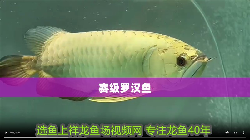 龍魚干蝦有營養(yǎng)嗎 賽級羅漢魚 龍魚論壇 賽級羅漢魚 賽級羅漢魚 龍魚論壇