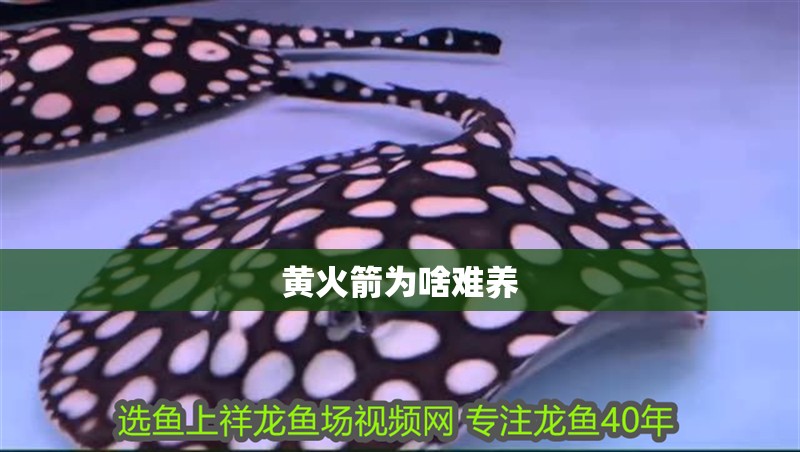 黃火箭為啥難養