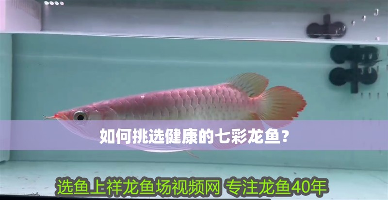 如何挑選健康的七彩龍魚？