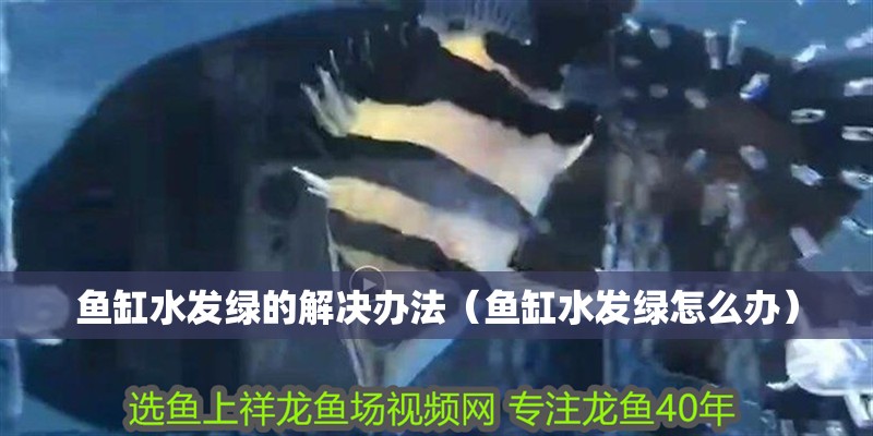 魚缸水發(fā)綠的解決辦法（魚缸水發(fā)綠怎么辦）