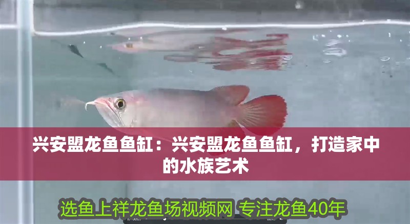 興安盟龍魚魚缸：興安盟龍魚魚缸，打造家中的水族藝術(shù)